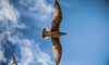 Dünyanın en büyük kuşu üç metrelik 'Vorombe titan'