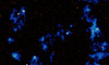Galaksileri birbirine bağlayan kozmik ağın ilk fotoğrafı