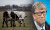 Bill Gates: Dünyanın en büyük sorunlarından biri inekler