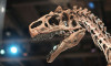 Tayland'da iki yeni dinozor türü keşfedildi