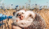 ‘Dünyanın en mutlu kirpisi’ Instagram fenomeni oldu