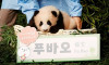 Güney Kore’de doğan ilk panda: ‘Şanslı Hazine’