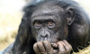 Neden tüm primatlar insana evrilmedi?