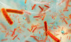 Nakit paraların üzerinde 26 bin farklı bakteri yaşıyor