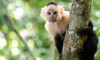 Korona virüs ilaçları Java maymunlarında test edilebilir
