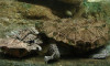 Yosunlu kayaya benzeyen yeni bir kaplumbağa türü keşfedildi