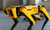Boston Dynamics robotu sosyal mesafeyi bozanları uyaracak