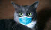Korona virüs karantinası kedileri de bıktırdı