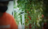 Verim 30 kat arttı: Bu serada domatesleri yapay zeka topluyor!