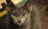 Dört kulaklı kedi 'Midas', Türkiye'nin yeni sosyal medya fenomeni oldu
