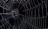 Örümcek ağlarındaki titreşimler müziğe dönüştürüldü