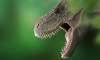 Avustralya'nın en büyük dinozor türü keşfedildi