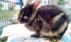 Dünyanın en nadir görülen tavşanı, Facebook'ta ortaya çıktı