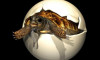 İnsan boyunda dev kaplumbağa yumurtası bulundu
