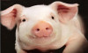 Dünyada ilk: Çin'deki robotlar domuz klonladı