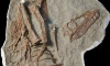 75 milyon yıllık dinozorun midesinden yavru fosiller çıktı