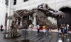 'En muhteşem T-Rex iskeletlerinden biri' 6,2 milyon dolara satıldı