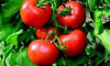 Türkler'den domatesin ömrünü 90 gün uzatacak proje