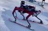 Çin'de kayak yapabilen robot üretildi