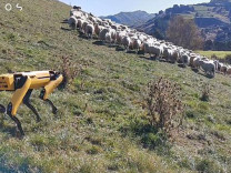  Yeni Zelandalı şirket, robot çoban köpeği geliştirdi