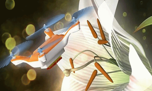 Polen taşıyan drone arı