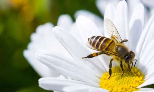 Türk bilimcilerden yapay zekayla arılara takip