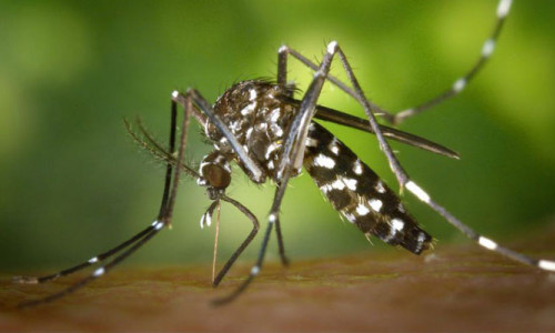Sivrisineklere karşı askeri radar teknolojisi