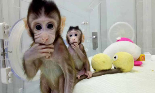 Çin genetiği değiştirilmiş maymun klonladı