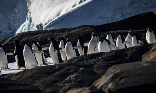 Antarktika araştırma ekiplerinin gözdesi oldu 