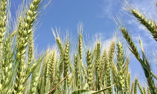 Kuraklığa dayanıklı, verimli ve kaliteli buğday geliştirildi