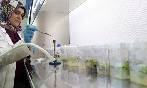 Nesli tükenmekte olan bitkiler laboratuvarda yetiştiriliyor