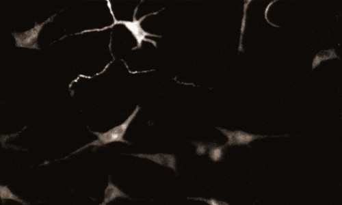 Deri hücrelerinde keşfedilen, nöron benzeri ilginç sinyaller