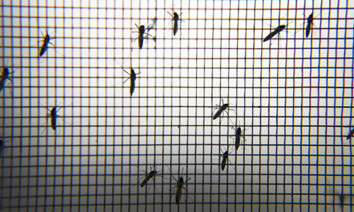 Sivrisinekleri sıtmadan koruyan 'mikrop' keşfedildi
