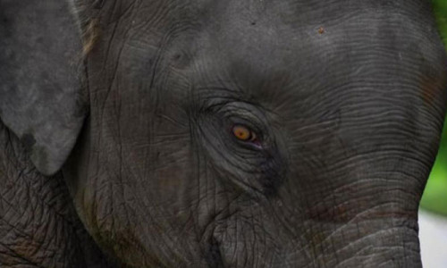İnsanlar, hayvanat bahçesinde tutulan fillerden daha şişman