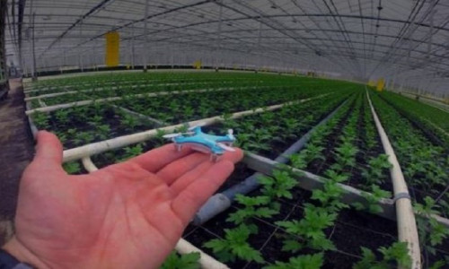 Hollanda'da zararlı böceklerde mücadele için minyatür drone geliştirildi