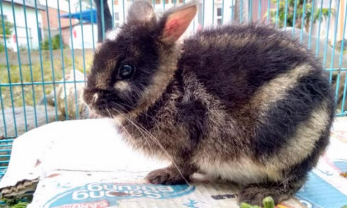 Dünyanın en nadir görülen tavşanı, Facebook'ta ortaya çıktı