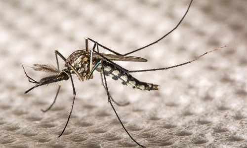 Genetiği değiştirilmiş 2 milyon sivrisinek doğaya salınacak