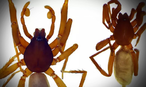 Antalya'da 8 yeni örümcek türü keşfedildi!