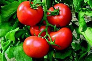 Türkler'den domatesin ömrünü 90 gün uzatacak proje