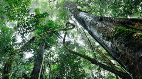 Kuraklığa karşı 'karbonhidratlı ağaç'