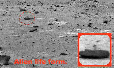 Mars'ta kertenkele görüntülendi