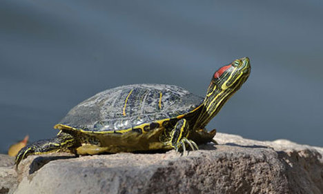 Yeni bir tatlısu kaplumbağası türü keşfedildi